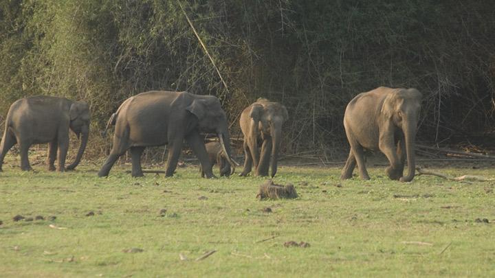 Begur Wildlife Sanctuary near Mananthavady in Wayanad 