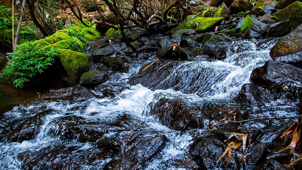 Meenvallam Waterfalls 