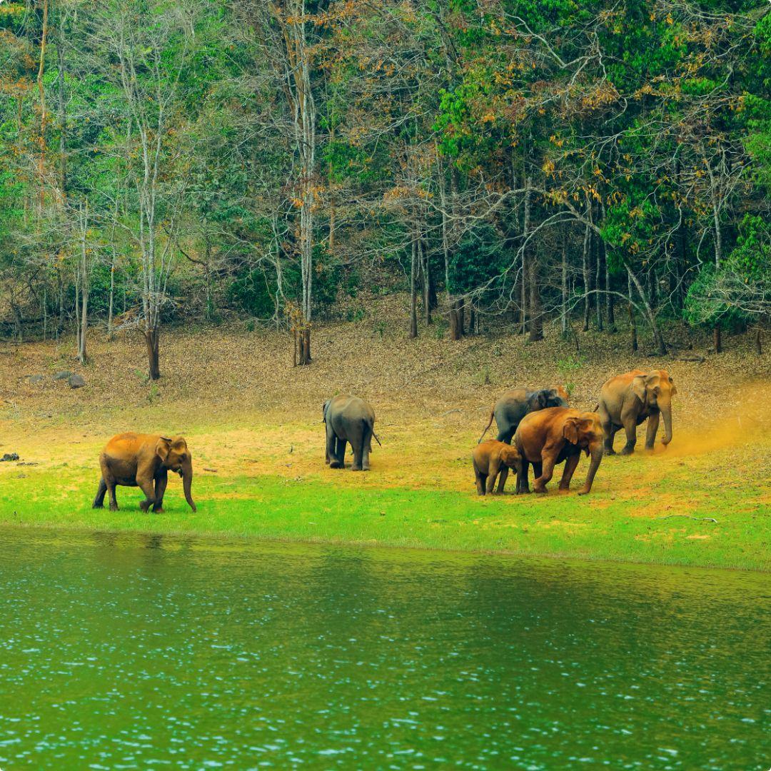 Thekkady - The Dream Destination