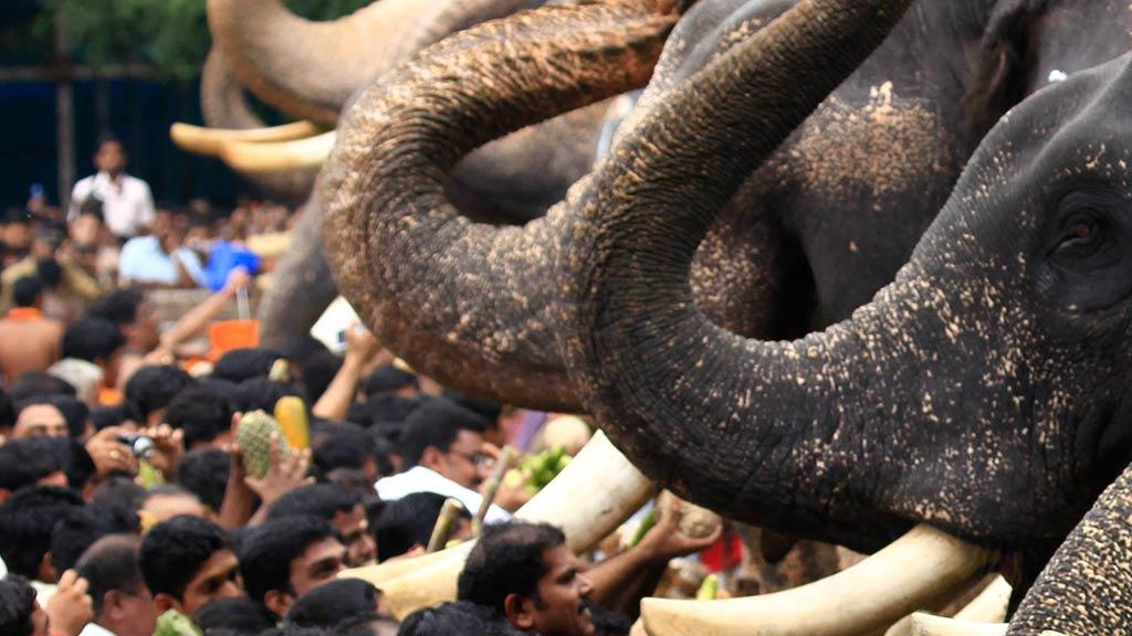 Njangattiri Aanayoottu Njangattiri Aanayoottu