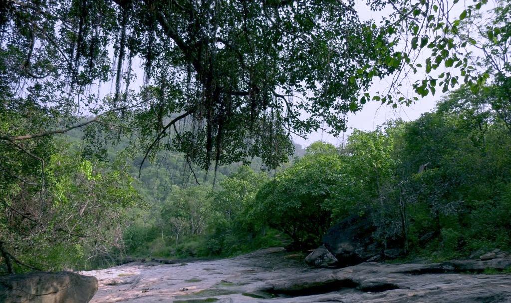 Jungles of Chinnar | Chinnar