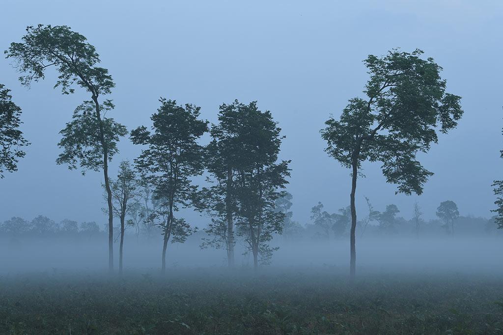 Misty Nedumakayam Rainforest | Nedumkayam