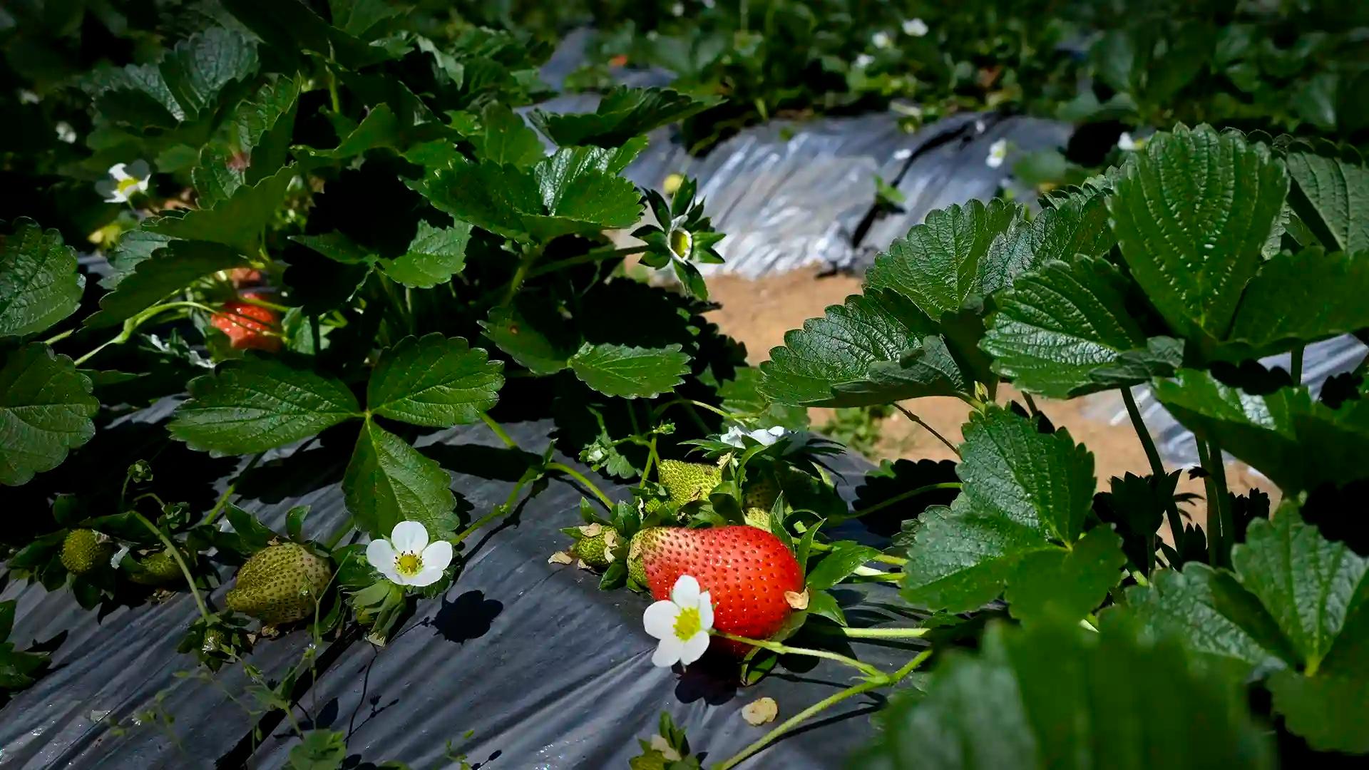 Kanthalloor Kanthalloor