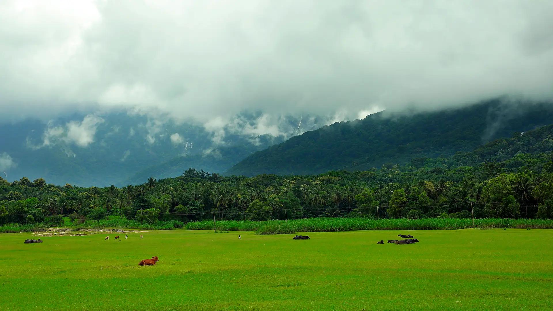 Kava, Palakkad