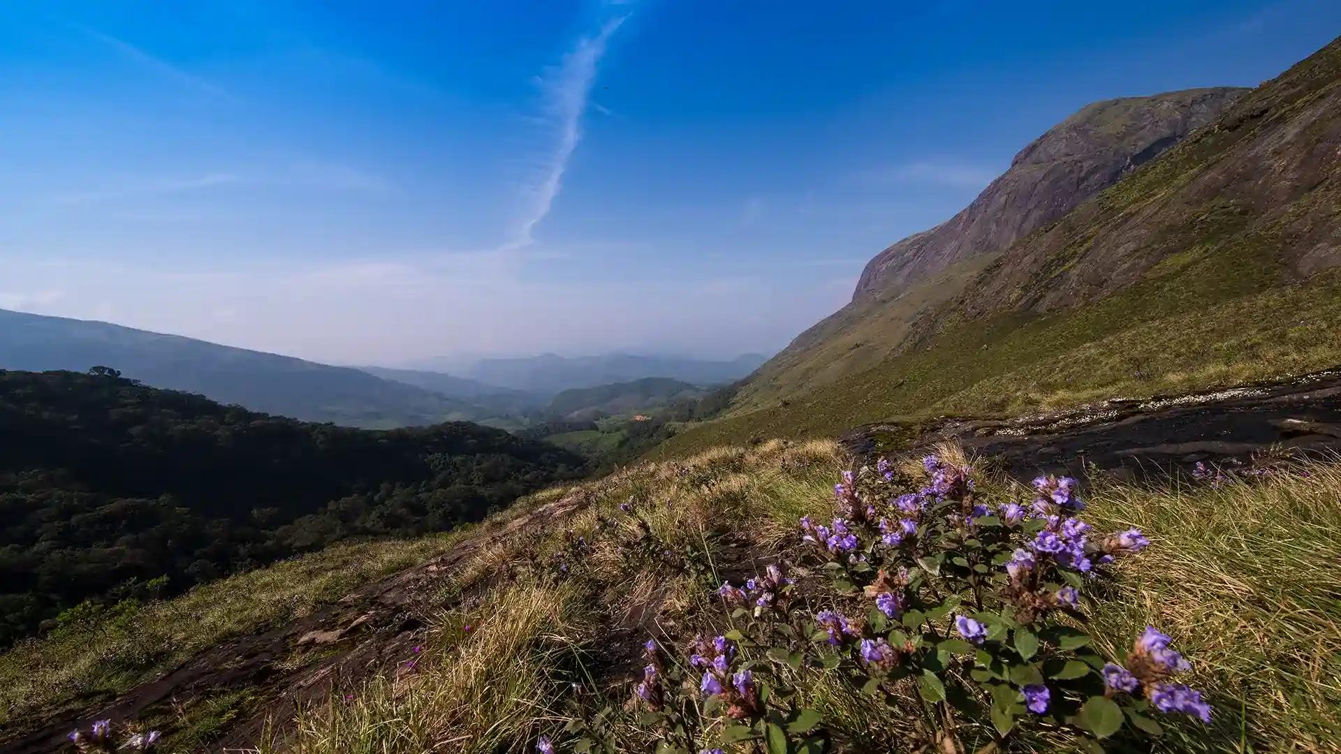 Neelakurinji