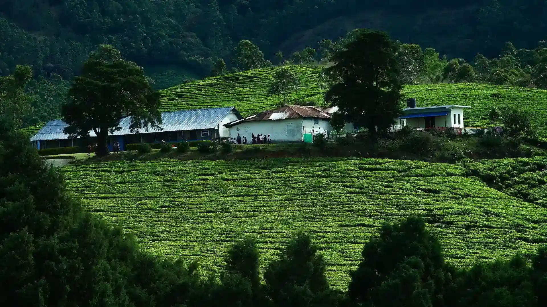 Suryanelli Suryanelli