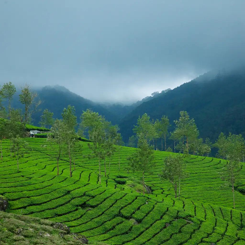 Devikulam Hills