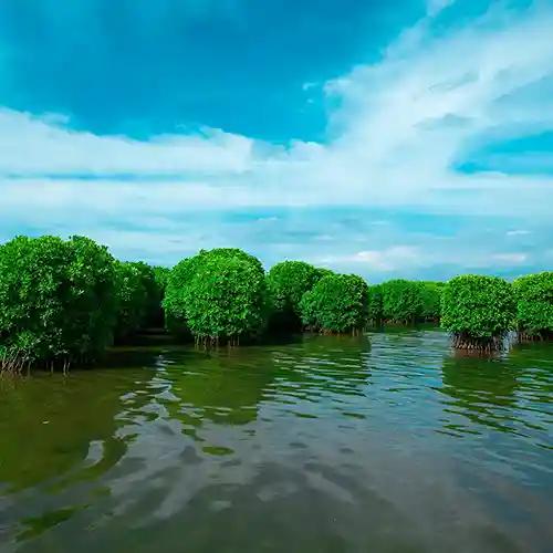 Kavvayi Backwaters