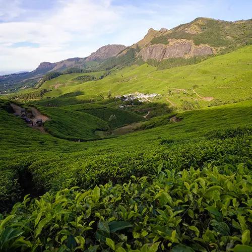 Kolukkumalai