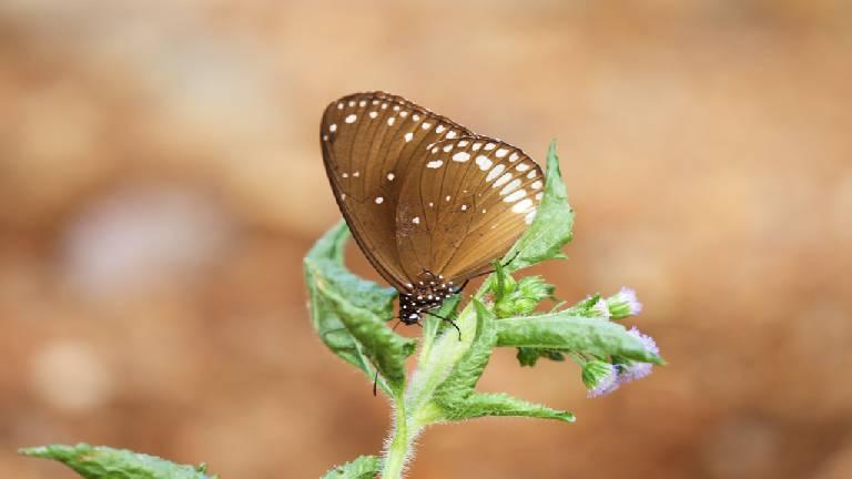 Common Crow Butterfly | Aralam