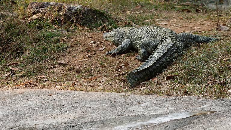 Crocodile Rearing Centre, Neyyar | Neyyar