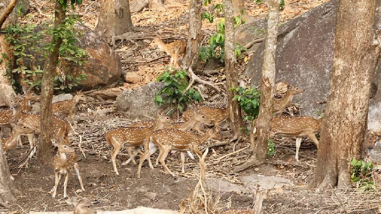 Deer Park at Neyyar | Neyyar