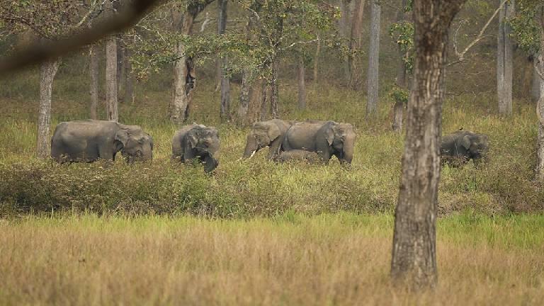 Elephants herd at Muthanga | Wayanad Wildlife Sanctuary