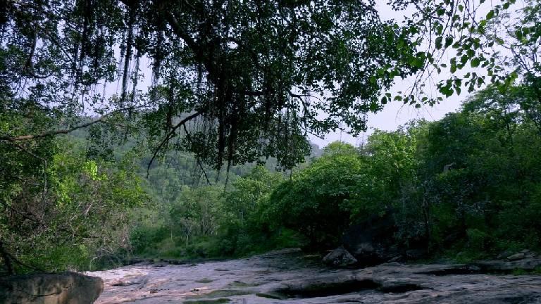 Jungles of Chinnar | Chinnar