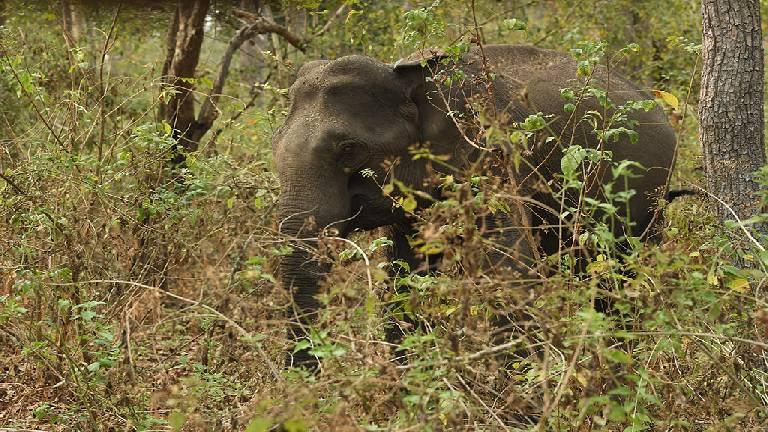 Muthanga and the Pachyderms | Wayanad Wildlife Sanctuary