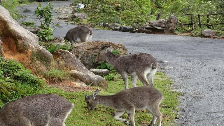 NIlgiri Tahr | Eravikulam National Park