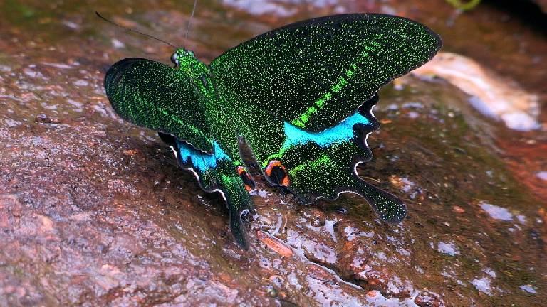 Paris Peacock Butterfly | Thattekkad