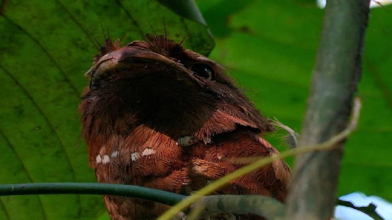 Sri Lanka Frogmouth | Thattekkad