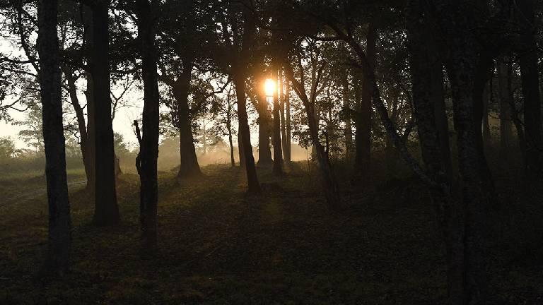 Sunrise through the woods | Wayanad Wildlife Sanctuary