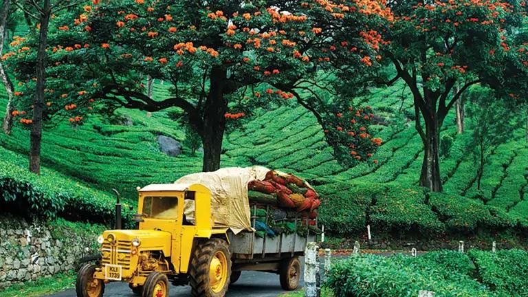 Munnar in Full Bloom