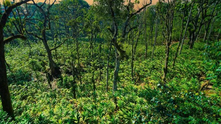 Vandanmedu, Idukki