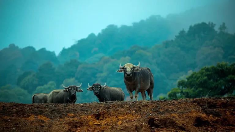 Wildlife in Idukki