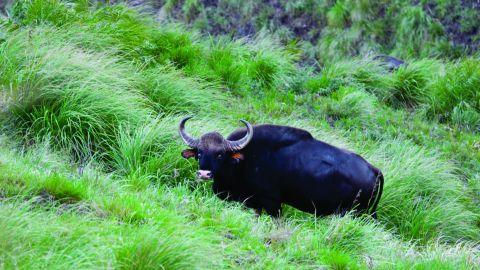 A Bison grazing in Thekkady