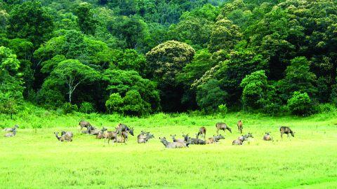 A Herd of Deer