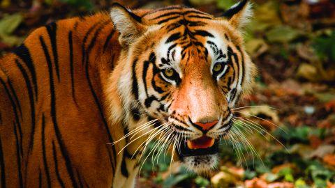 A Tiger in Thiruvananthapuram Zoo