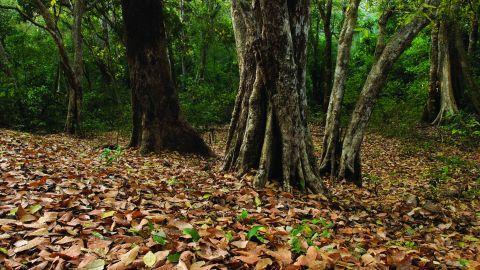 Arippa Forest