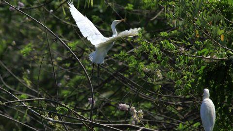 Bird Life in Kumarakom