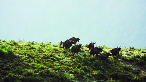 Bison at Thekkady