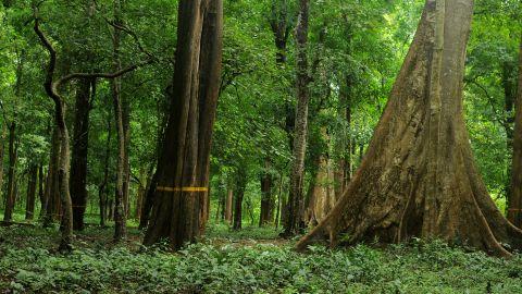 Cannoli Plot Teak Forest