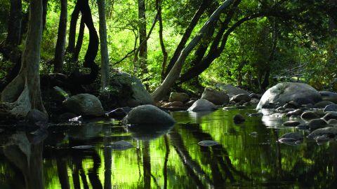 Chinnar Forest