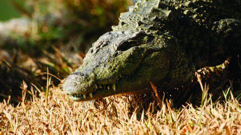 Crocodile at Neyyar