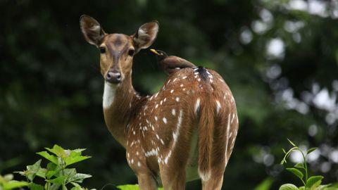 Deer at Parambikulam Tiger Reserve