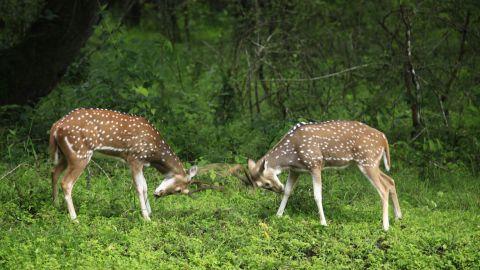 Deers