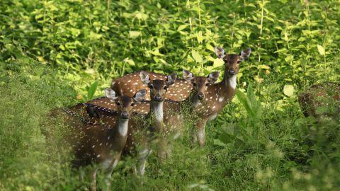 Deers, Muthanga