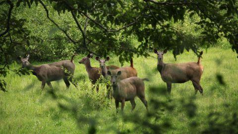 Deers, Parambikulam