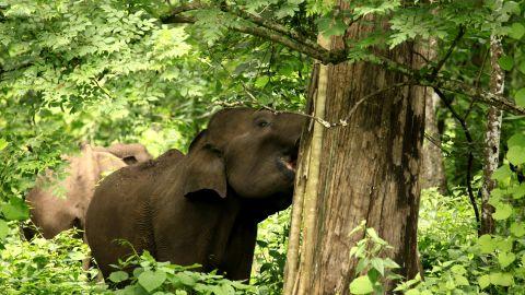 Elephant at Muthanga