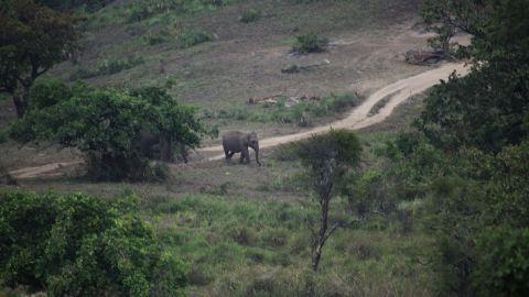 Elephant at Nelliyampathy