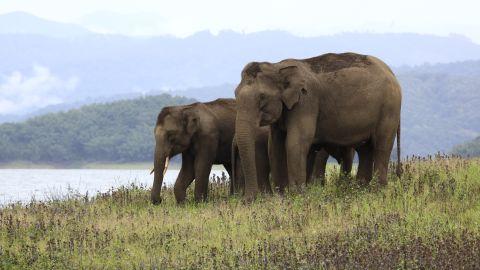 Elephants at Parambikulam Tiger Reserve