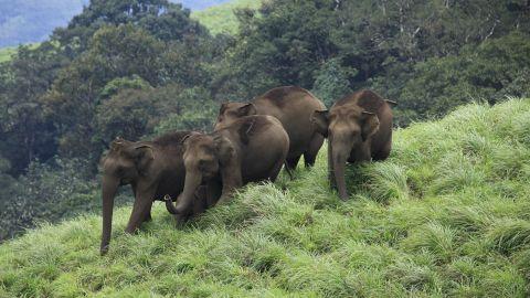 Elephants at Periyar