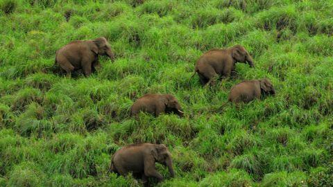 Elephants at Periyar