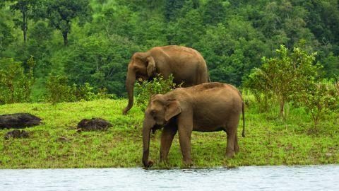 Elephants at Thekkady