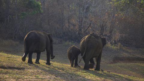 Elephants, Periyar - 1