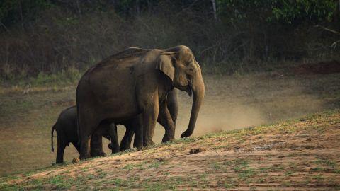 Elephants, Periyar - 2