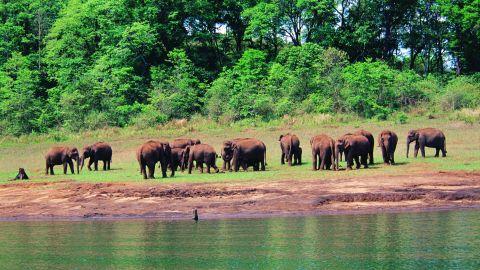 Herd of Elephants