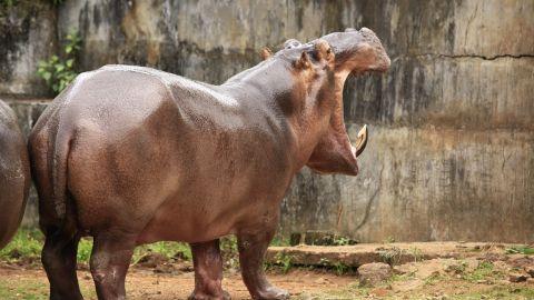 Hippopotamus, Thrissur Zoo