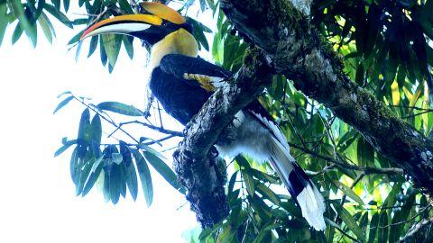 Hornbill at Nelliyampathy